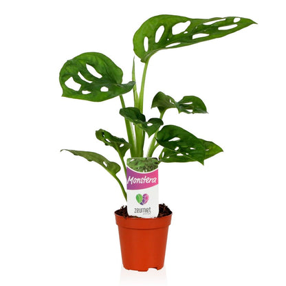Monstera Ad Monkey Leaf
