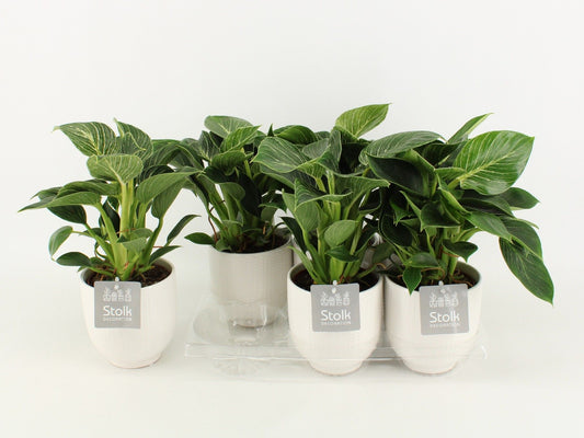 Phil White Wave Keramiek Liv