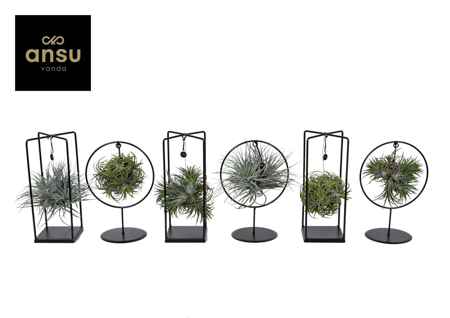 Tillandsia Ionanthya Gemengd Cube - Ring