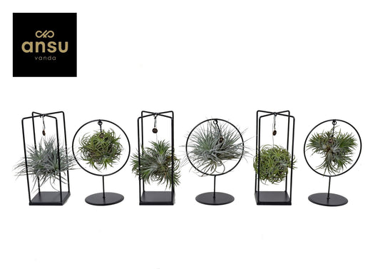 Tillandsia Ionanthya Gemengd Cube - Ring