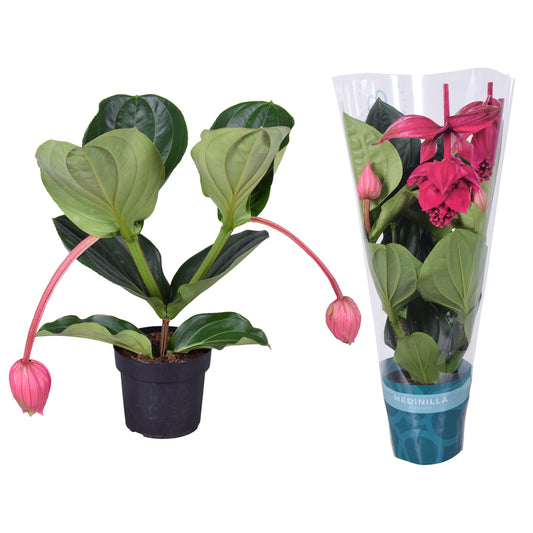 Medinilla Magnifica Flamenco 2 Knop + Hoes