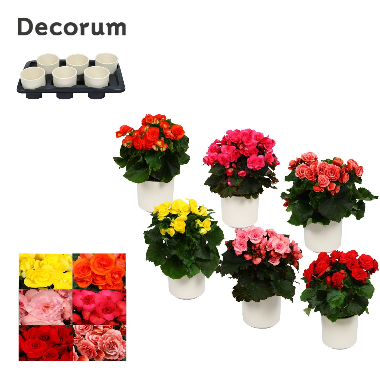 BegoniaDu Gemengd Keramiek Wit