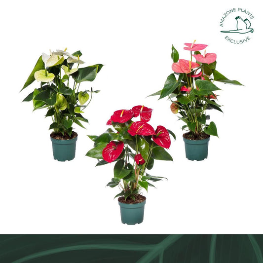 Anthurium An Gemengd 4 Kl