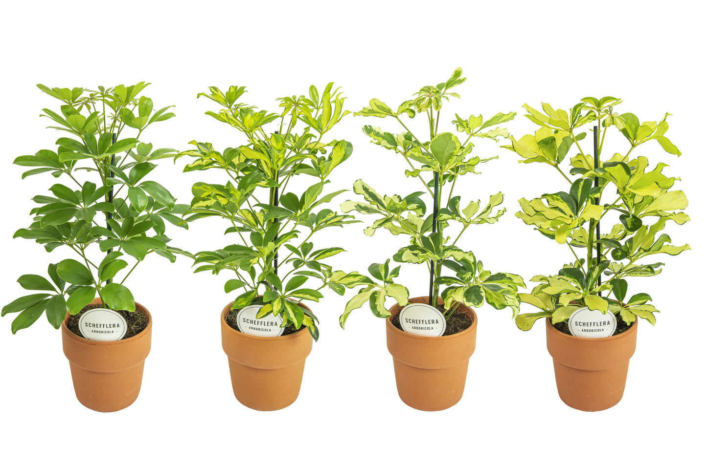 Schef Ar Gemengd Terracotta Oranje