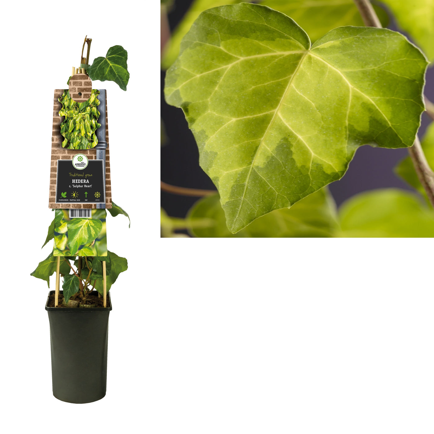 Hedera Co Sulphur Heart