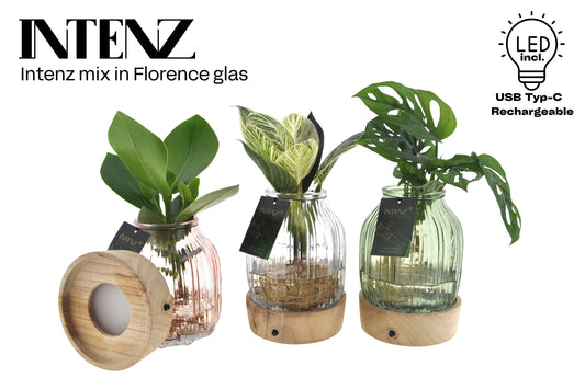 Opm Intenz Gemengd Glas Florence + Led