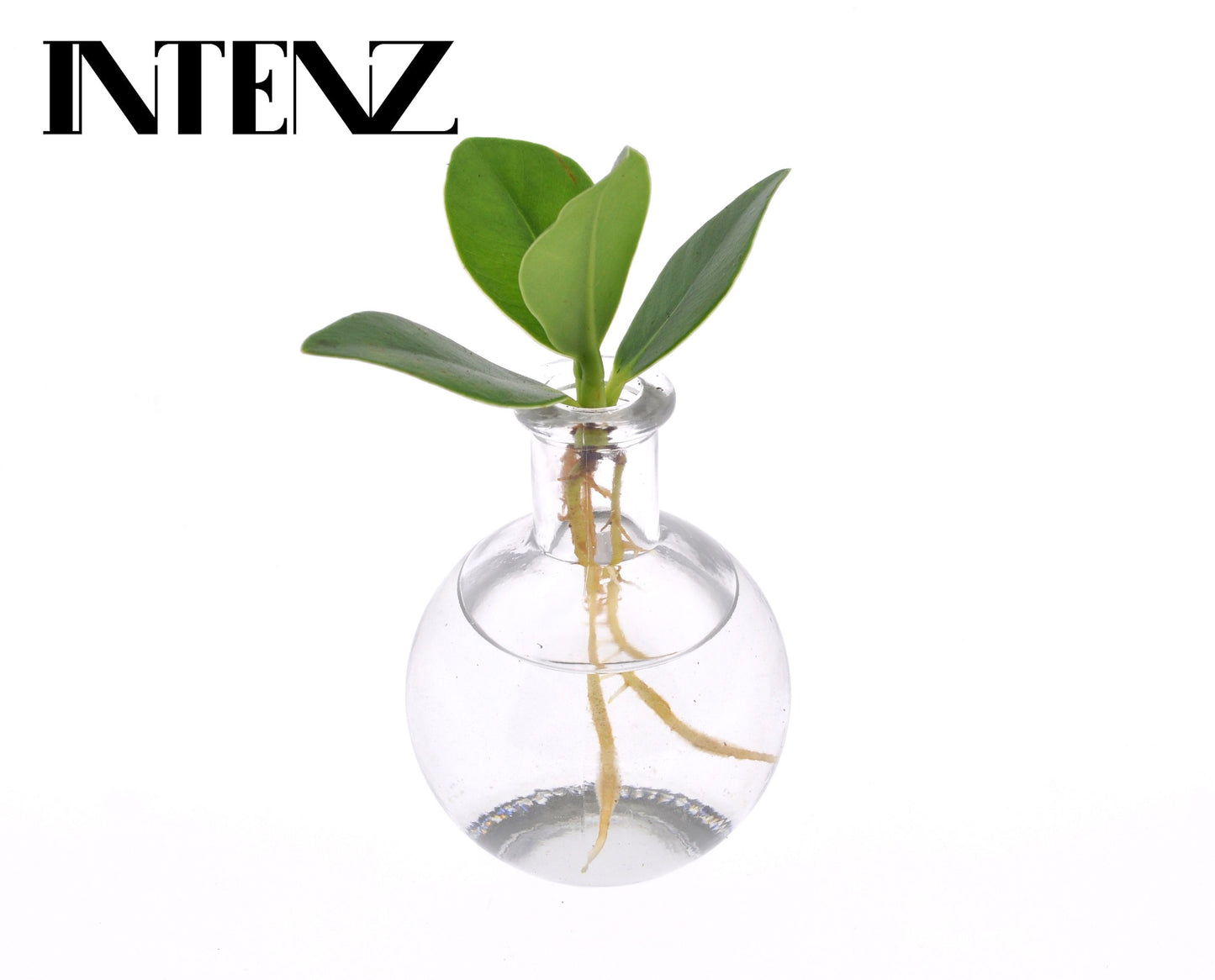 Opm Intenz Clusia Glas Samoa