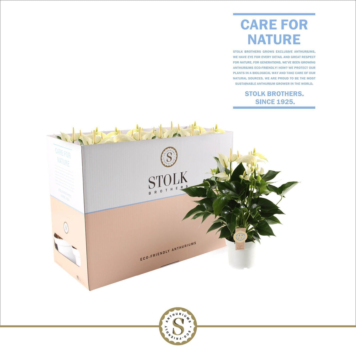 Anthurium St White Champion Ecobo