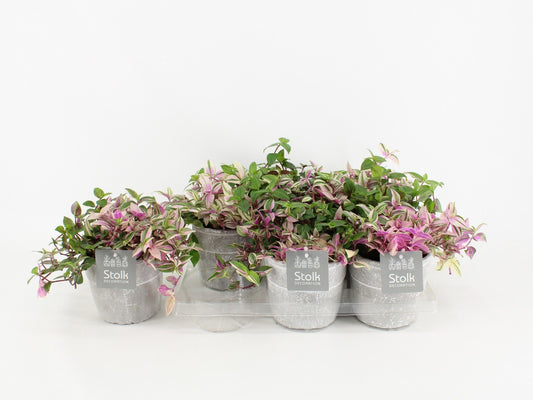 Trad Quadricolor Keramiek Stone Look