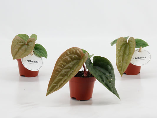 Anthurium Luurians Radicans