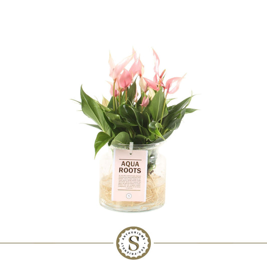 Anthurium St Lilli Glas Aqua Roots