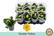 Kalanchoe Gev Geel