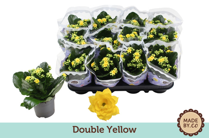 Kalanchoe Gev Geel