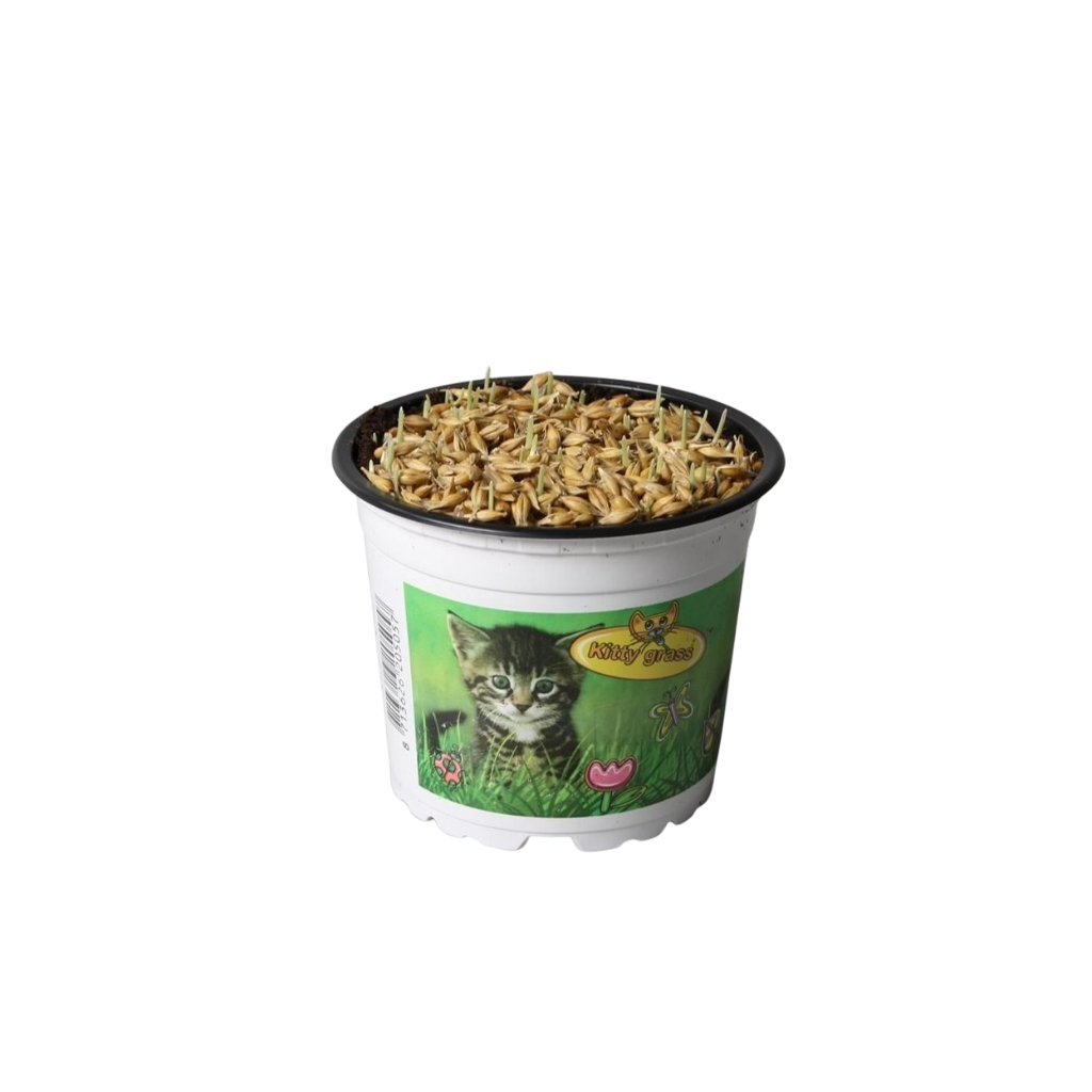 Kattegras