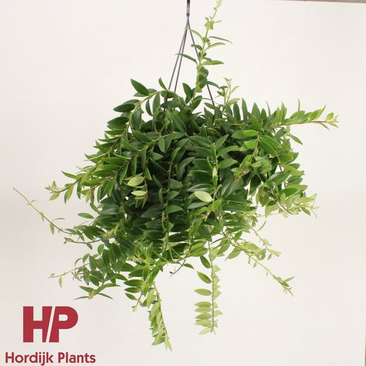 Aeschynanthus CaRose Improved