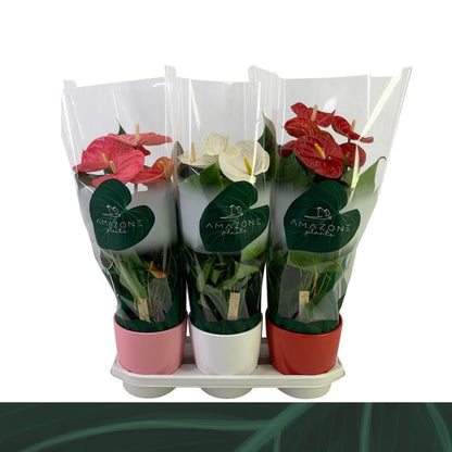 Anthurium An Gemengd 4kl Keramiek