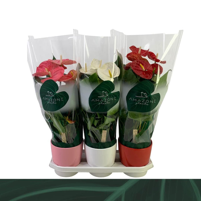 Anthurium An Gemengd 4kl Keramiek