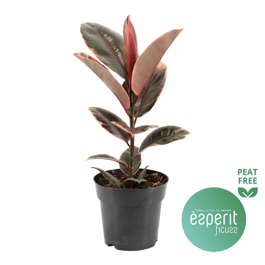 Ficus El Belize