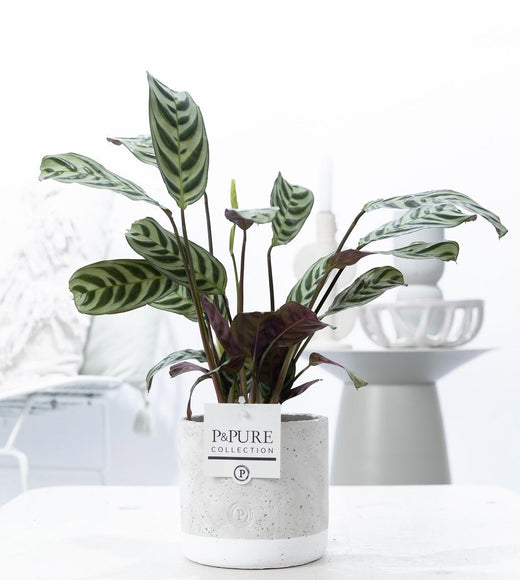 Ctenanthe Burle Marxii Keramiek Jade