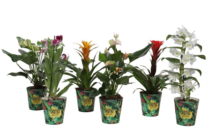 Ov Bloeiende Kamerplanten Gemengd