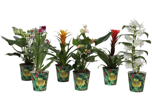 Ov Bloeiende Kamerplanten Gemengd