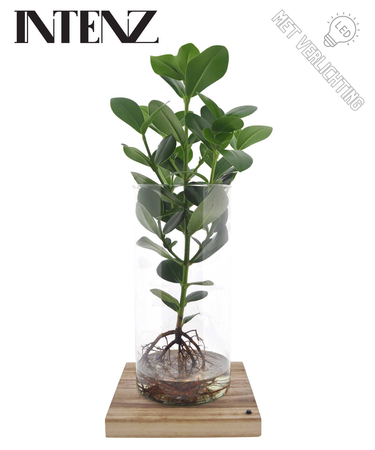 Opm Intenz Clusia Glas Cilinder Xxl