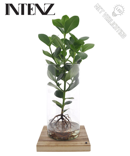 Opm Intenz Clusia Glas Cilinder Xxl