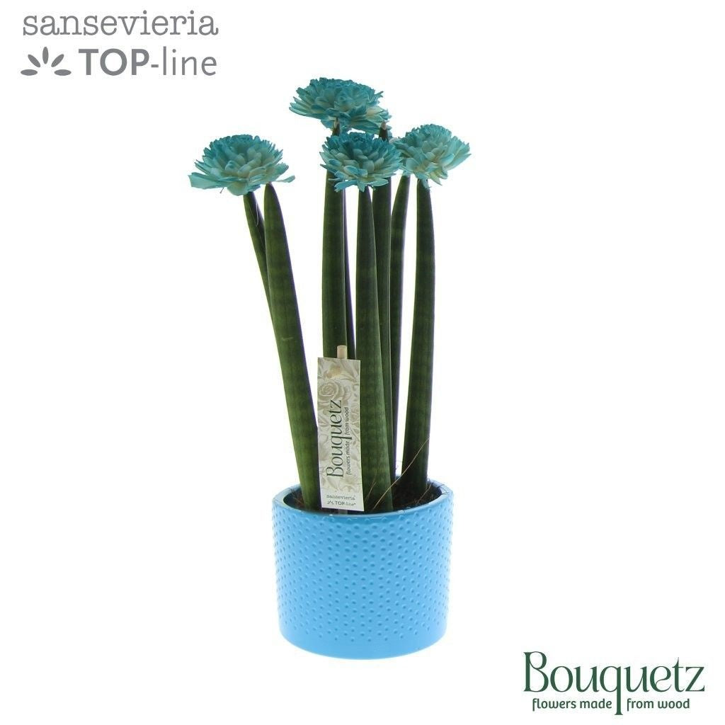 Sans Cyl Bouquetz Aqua Keramiek Dots