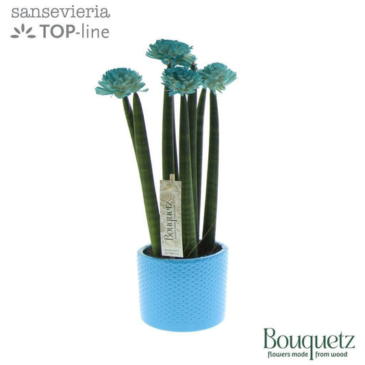 Sans Cyl Bouquetz Aqua Keramiek Dots