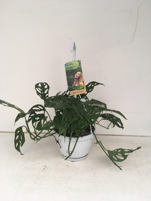 Monstera Obliqua