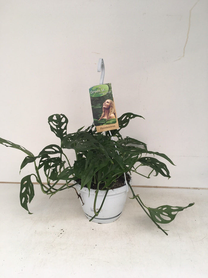 Monstera Obliqua