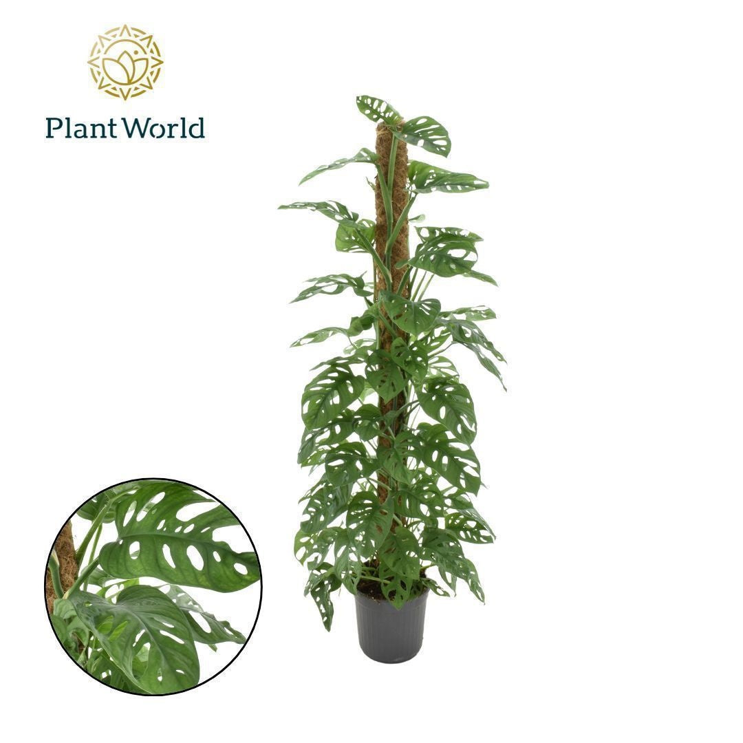 Monstera Ob Monkey Leaf