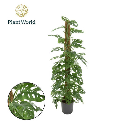 Monstera Ob Monkey Leaf