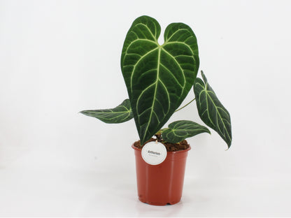 Anthurium Regale