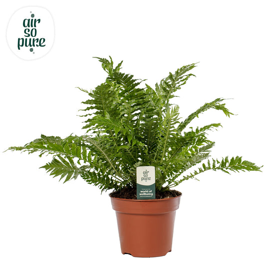Blechnum Silver Lady