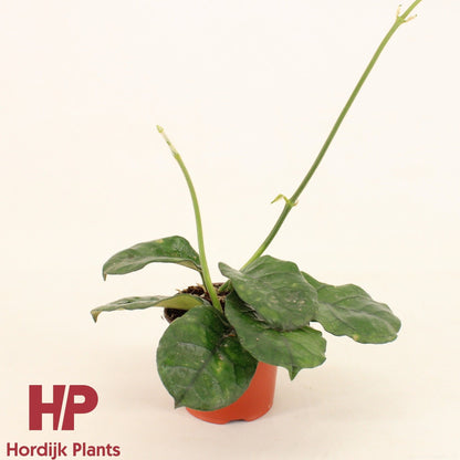 Hoya Villosa