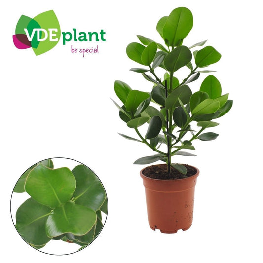 Clusia Rosea Princess