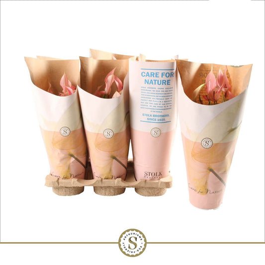 Anthurium St Lilli Feel Green