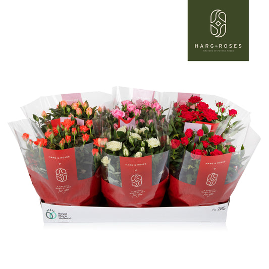 Rose Kordana Gemengd