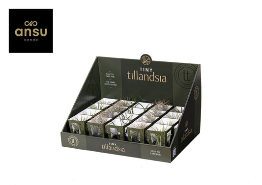 Tillandsia Ionantha Tiny Keramiek Zwart