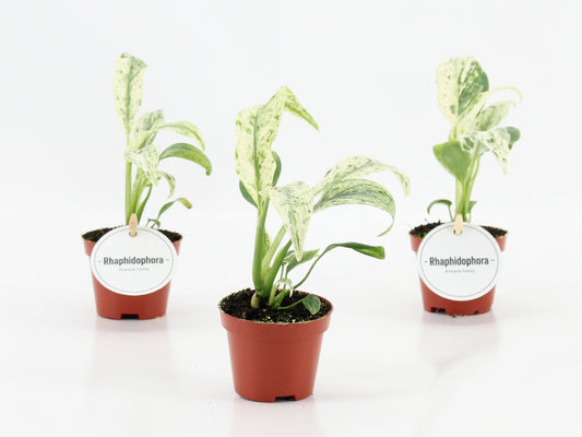 Rhaphidophora Puberula Variegata