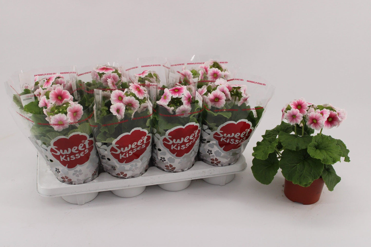 Primula Ob Red White