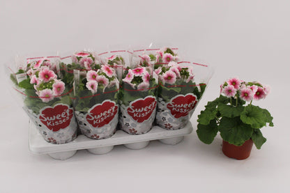 Primula Ob Red White