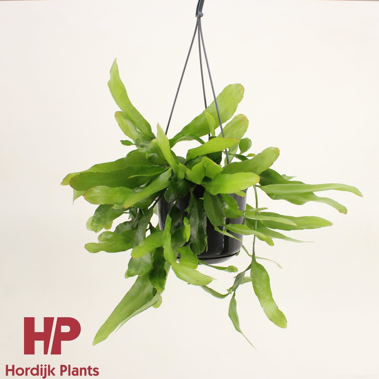 Epiphyllum Pumilum