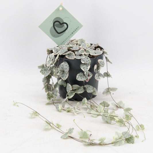 Ceropegia Woodii Variegata