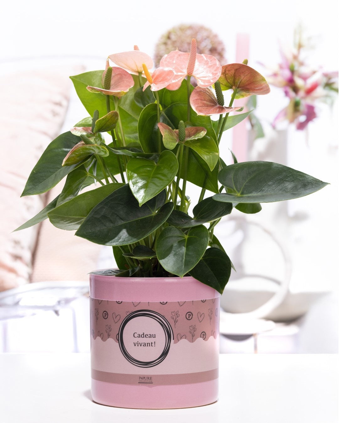Anthurium An Roze Keramiek Cadeau Vivant