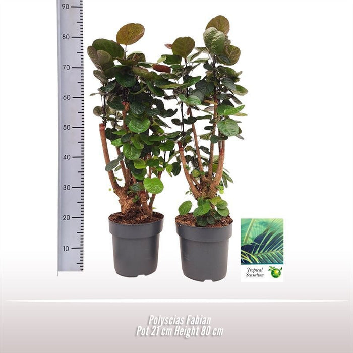 Polyscias Fabian