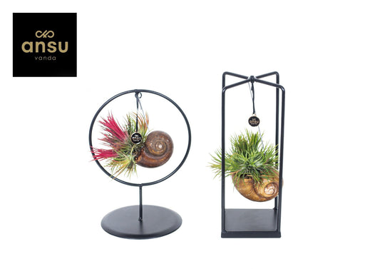 Tillandsia Ionantha Gemengd Shelly Cube - Ring Sma