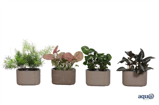 Ov Kamerplanten Gemengd Keramiek Joyce Ovaal