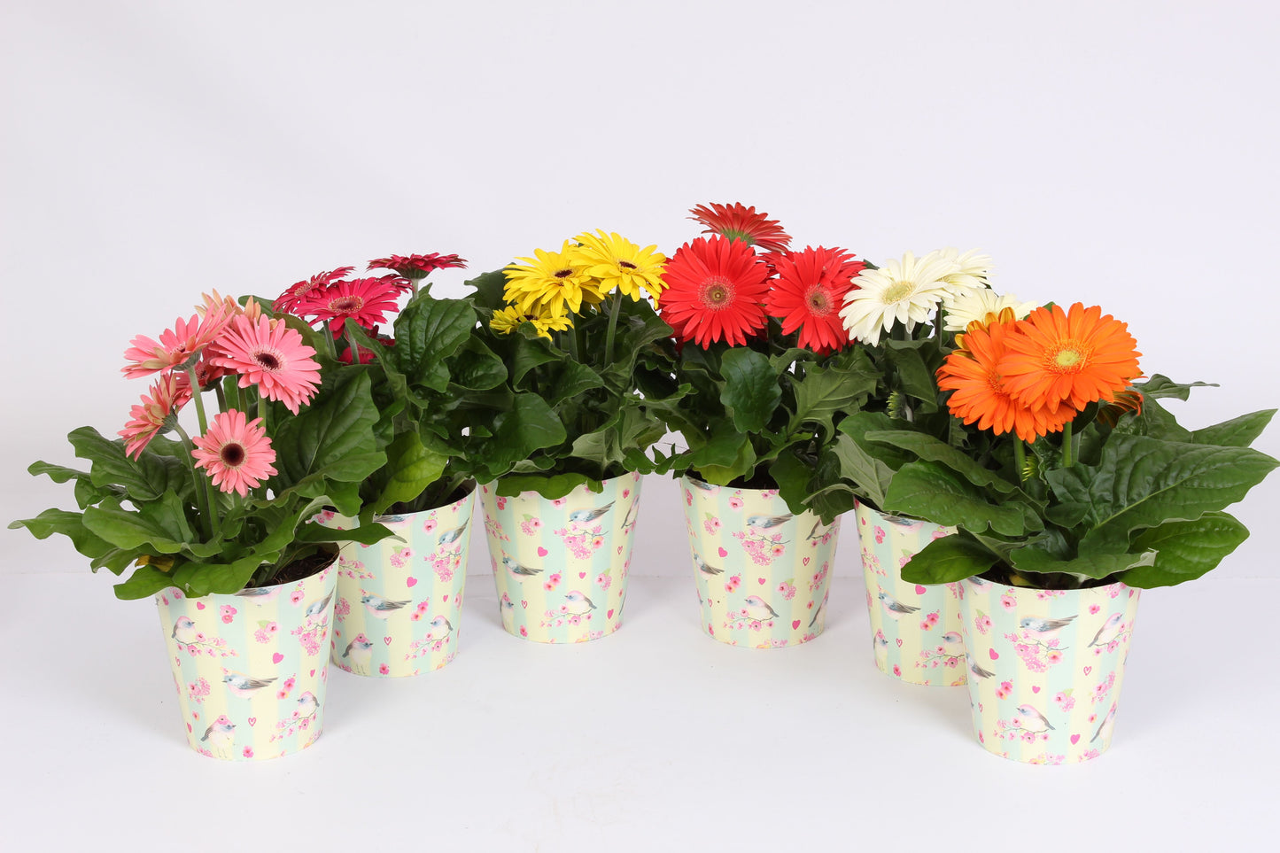 Gerbera Gemengd 2+ Beker Birds & Flowers